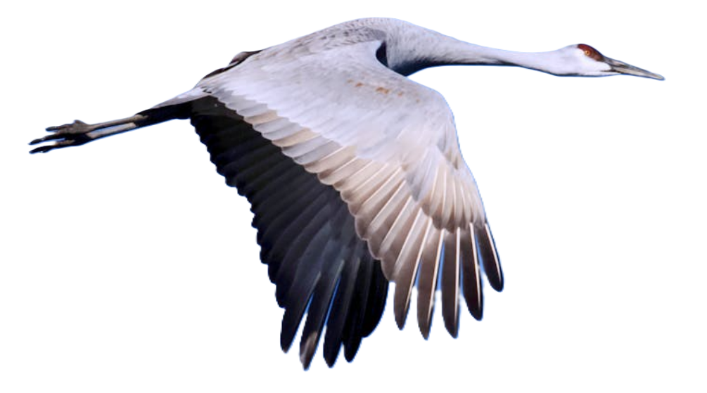 Blue Crane Estate